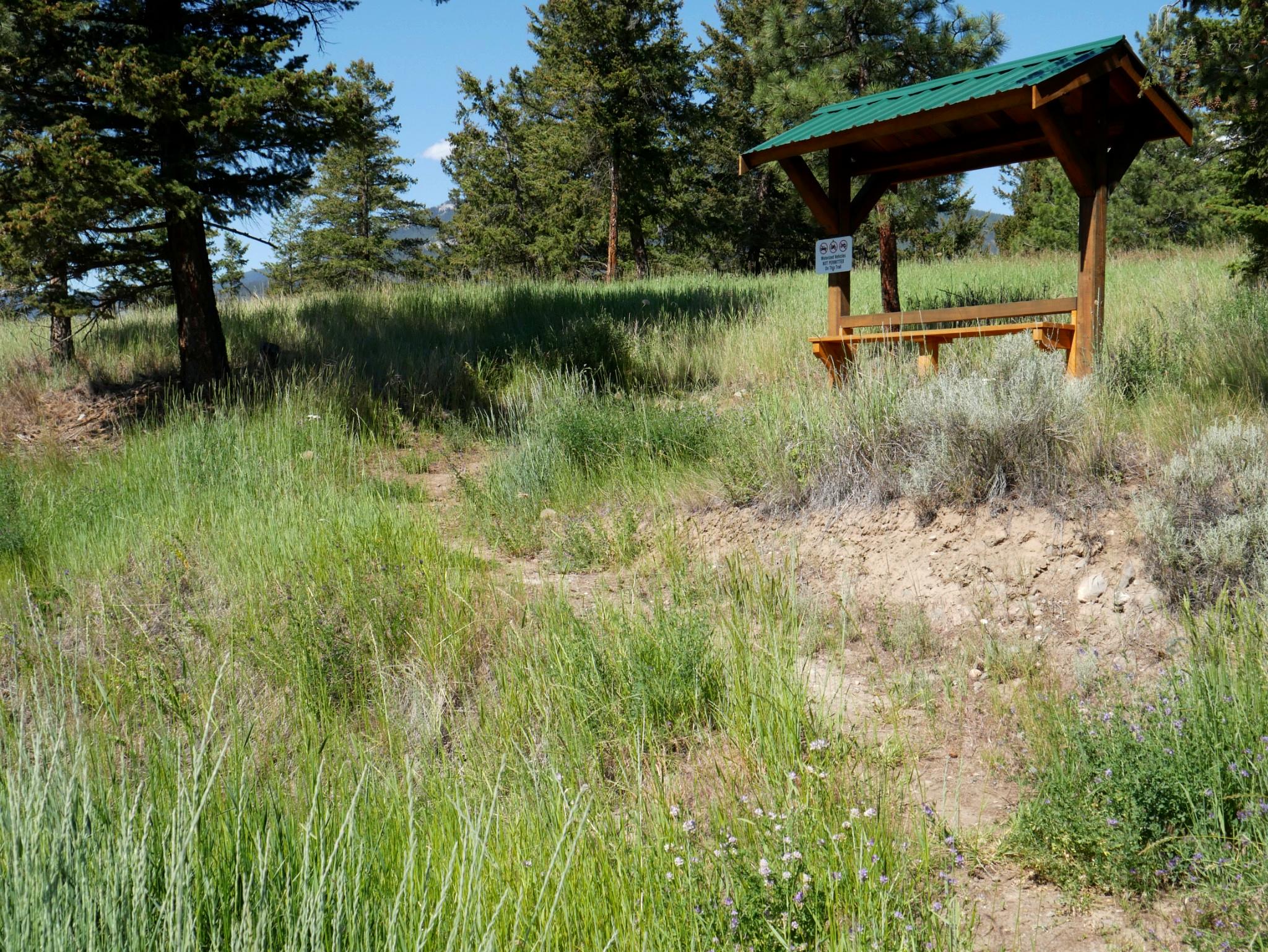 A wooden trail shelter under pine trees in Clinton, BC, surrounded by tall grass and summer wildflowers.