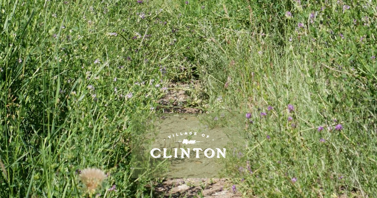 A narrow hiking trail winds through summer wildflowers and tall grass under a bright blue sky in Clinton, BC.